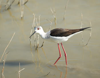 Echasse blanche<br>NIKON D700, 500 mm, 200 ISO,  1/800 sec,  f : 5.6 